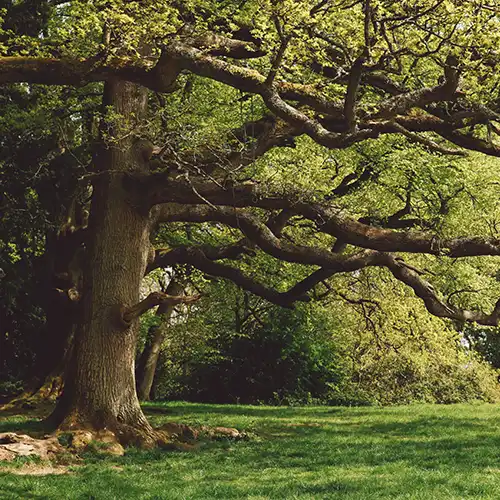 Drvo hrast pronalaženje tartufa