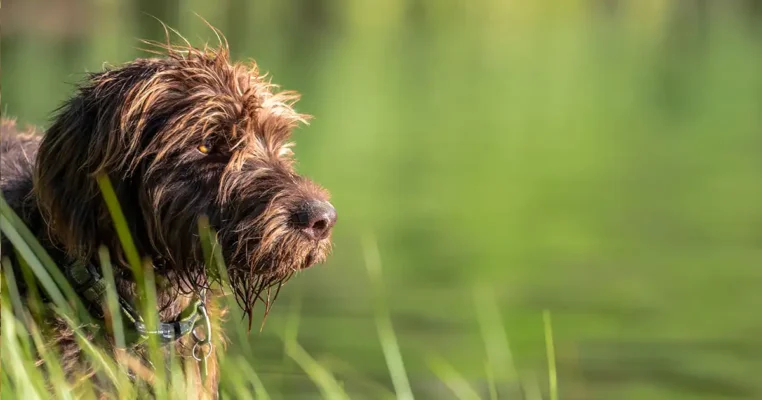 Tartufi - Lagotto