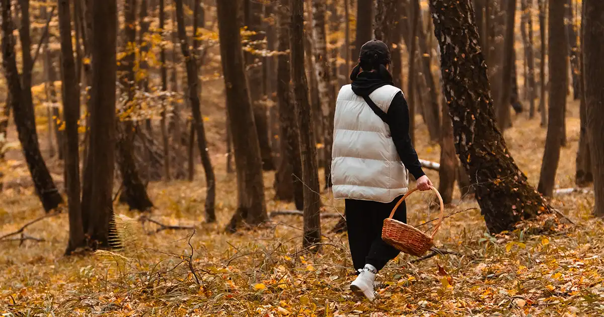 Tartufi - sezona pronalaska tartufa